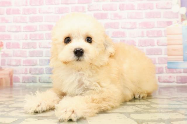 埼玉県のトイプードル(トイ) (Coo&RIKU大宮店/2025年8月4日生まれ/女の子/アプリコット)の子犬の2枚目の画像