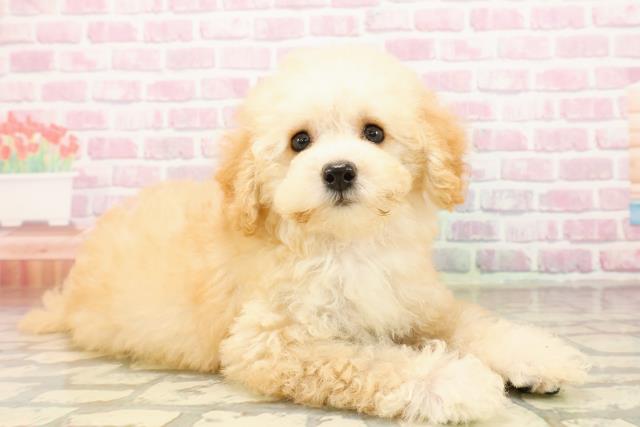 埼玉県のトイプードル(トイ) (Coo&RIKU大宮店/2025年8月4日生まれ/女の子/アプリコット)の子犬の3枚目の画像