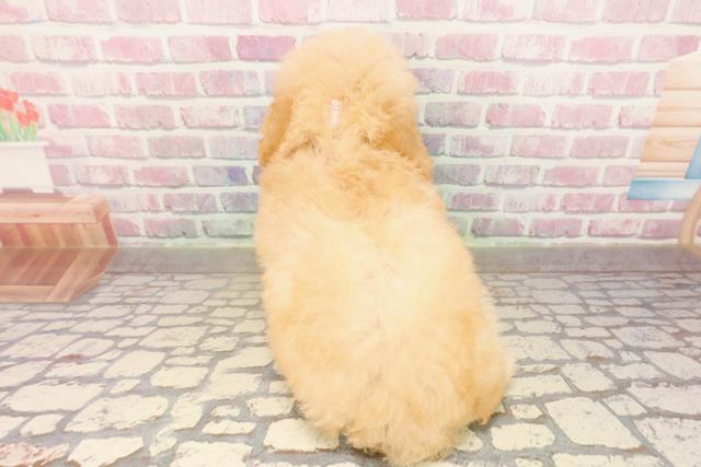 埼玉県のトイプードル(トイ) (Coo&RIKU大宮店/2025年8月4日生まれ/女の子/アプリコット)の子犬の4枚目の画像