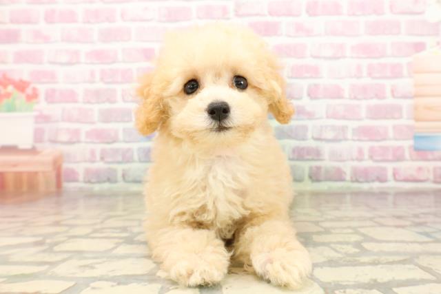 千葉県のトイプードル(トイ) (Coo&RIKU若葉都賀店/2025年8月4日生まれ/女の子/アプリコット)の子犬の1枚目の画像