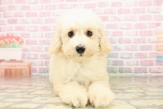埼玉県のトイプードル(トイ) (Coo&RIKU岩槻店/2025年8月4日生まれ/女の子/クリーム)の子犬の1枚目の画像