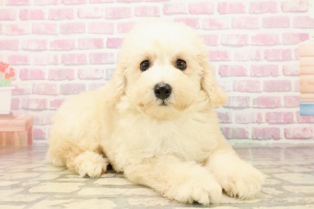 埼玉県のトイプードル(トイ) (Coo&RIKU岩槻店/2025年8月4日生まれ/女の子/クリーム)の子犬の3枚目の画像