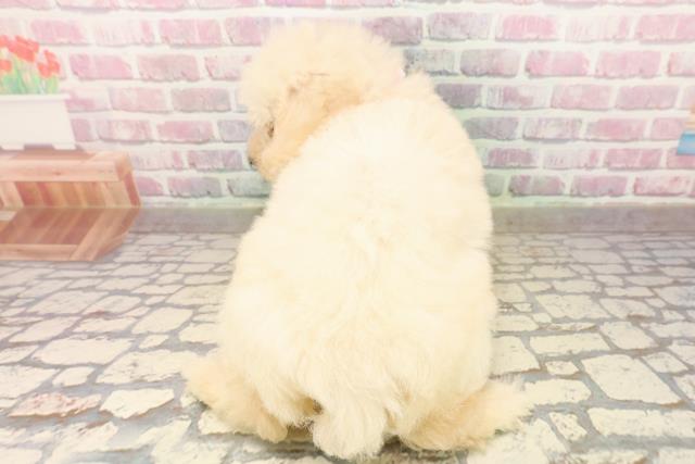 埼玉県のトイプードル(トイ) (Coo&RIKU岩槻店/2025年8月4日生まれ/女の子/クリーム)の子犬の4枚目の画像