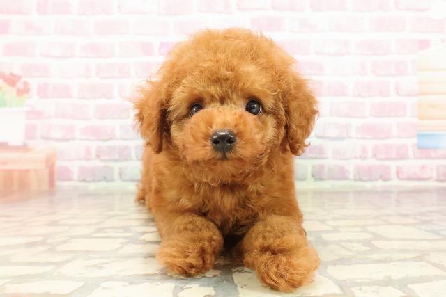 愛知県のトイプードル(トイ) (Coo&RIKU名古屋中川店/2025年8月5日生まれ/男の子/レッド)の子犬の1枚目の画像