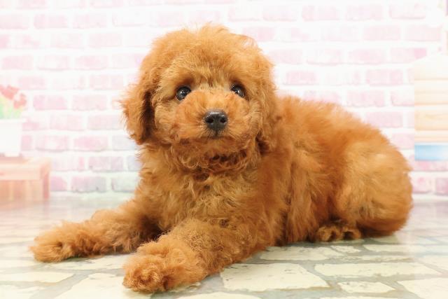 愛知県のトイプードル(トイ) (Coo&RIKU名古屋中川店/2025年8月5日生まれ/男の子/レッド)の子犬の2枚目の画像
