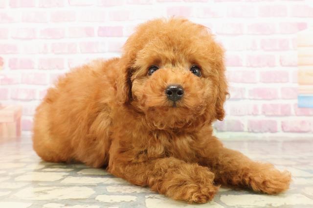 愛知県のトイプードル(トイ) (Coo&RIKU名古屋中川店/2025年8月5日生まれ/男の子/レッド)の子犬の3枚目の画像