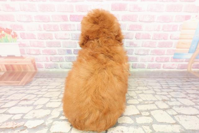 愛知県のトイプードル(トイ) (Coo&RIKU名古屋中川店/2025年8月5日生まれ/男の子/レッド)の子犬の4枚目の画像