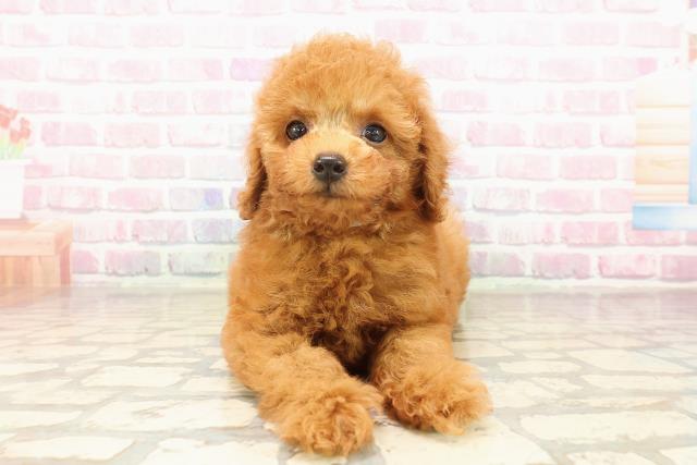 三重県のトイプードル(トイ) (Coo&RIKU四日市店/2025年8月5日生まれ/男の子/レッド)の子犬の1枚目の画像