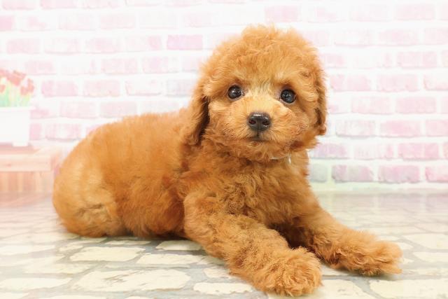 三重県のトイプードル(トイ) (Coo&RIKU四日市店/2025年8月5日生まれ/男の子/レッド)の子犬の3枚目の画像