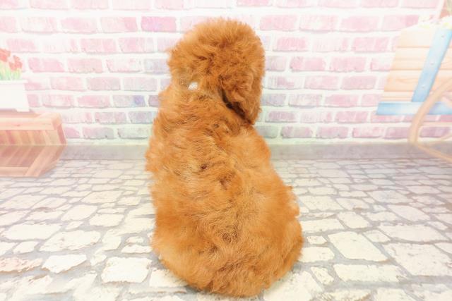 三重県のトイプードル(トイ) (Coo&RIKU四日市店/2025年8月5日生まれ/男の子/レッド)の子犬の4枚目の画像