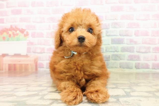 愛知県のトイプードル(トイ) (Coo&RIKU名古屋みなと店/2025年8月5日生まれ/男の子/レッド)の子犬の1枚目の画像