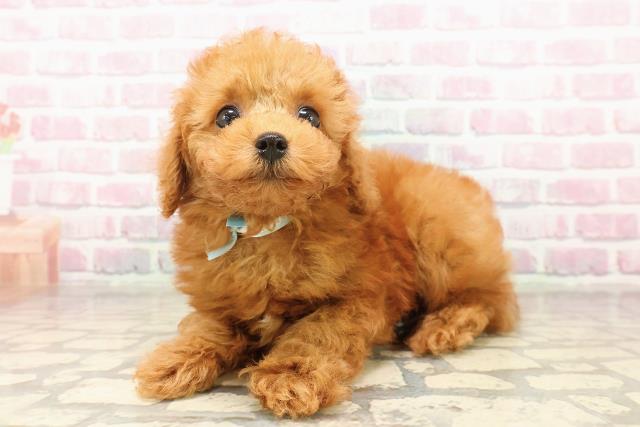 愛知県のトイプードル(トイ) (Coo&RIKU名古屋みなと店/2025年8月5日生まれ/男の子/レッド)の子犬の2枚目の画像