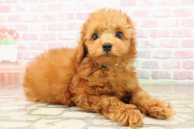 愛知県のトイプードル(トイ) (Coo&RIKU名古屋みなと店/2025年8月5日生まれ/男の子/レッド)の子犬の3枚目の画像