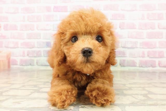 長野県のトイプードル(トイ) (Coo&RIKU長野店/2025年8月5日生まれ/男の子/レッド)の子犬の1枚目の画像