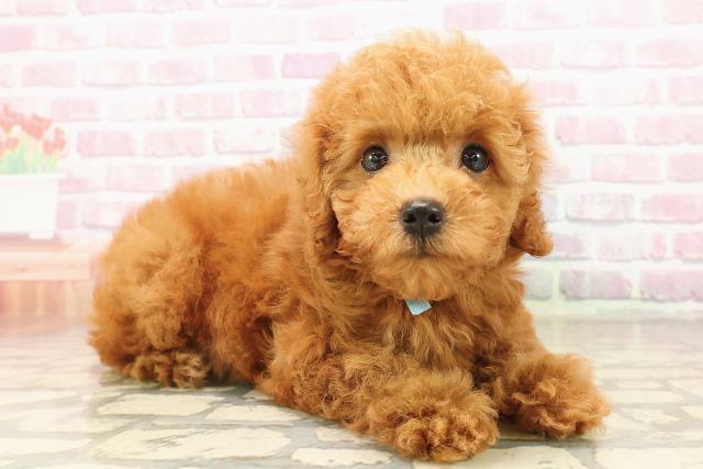長野県のトイプードル(トイ) (Coo&RIKU長野店/2025年8月5日生まれ/男の子/レッド)の子犬の3枚目の画像