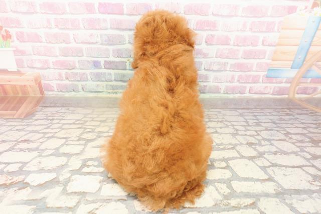 長野県のトイプードル(トイ) (Coo&RIKU長野店/2025年8月5日生まれ/男の子/レッド)の子犬の4枚目の画像