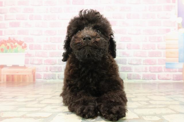 愛知県のトイプードル(トイ) (Coo&RIKU名古屋中川店/2025年8月4日生まれ/女の子/ブラック)の子犬の1枚目の画像
