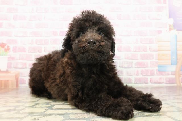 愛知県のトイプードル(トイ) (Coo&RIKU名古屋中川店/2025年8月4日生まれ/女の子/ブラック)の子犬の3枚目の画像