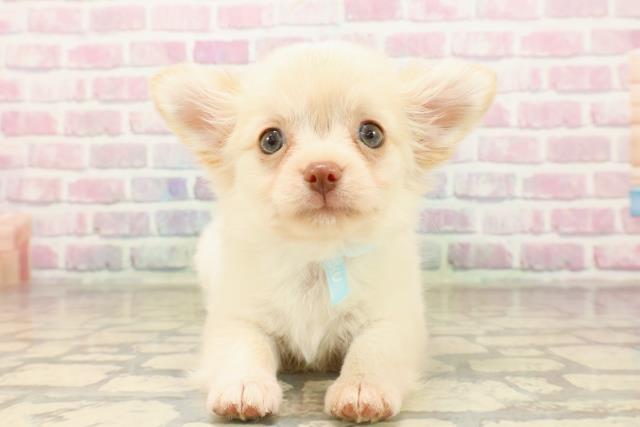 栃木県のチワワ(ロング) (Coo&RIKUFKDインターパーク店/2025年8月5日生まれ/男の子/クリーム)の子犬の1枚目の画像