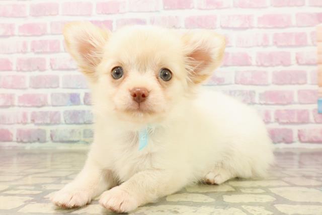 栃木県のチワワ(ロング) (Coo&RIKUFKDインターパーク店/2025年8月5日生まれ/男の子/クリーム)の子犬の2枚目の画像