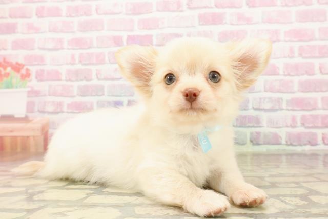 栃木県のチワワ(ロング) (Coo&RIKUFKDインターパーク店/2025年8月5日生まれ/男の子/クリーム)の子犬の3枚目の画像