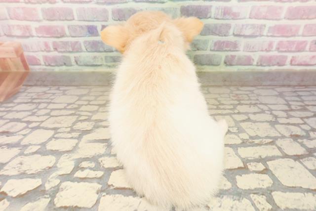 栃木県のチワワ(ロング) (Coo&RIKUFKDインターパーク店/2025年8月5日生まれ/男の子/クリーム)の子犬の4枚目の画像