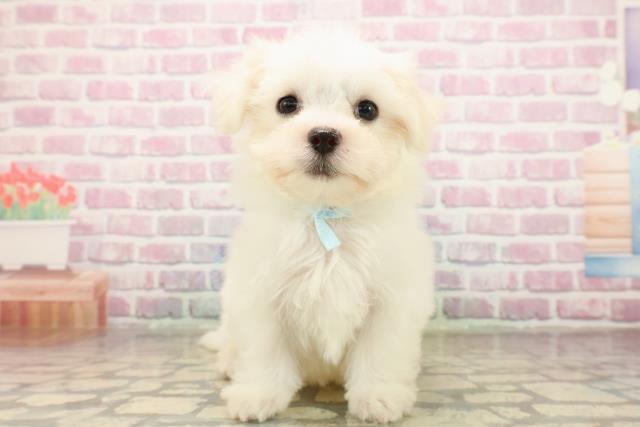 北海道のマルチーズ (Coo&RIKU岩見沢店/2025年8月6日生まれ/男の子/ホワイト)の子犬の1枚目の画像
