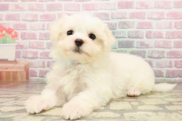 北海道のマルチーズ (Coo&RIKU岩見沢店/2025年8月6日生まれ/男の子/ホワイト)の子犬の2枚目の画像