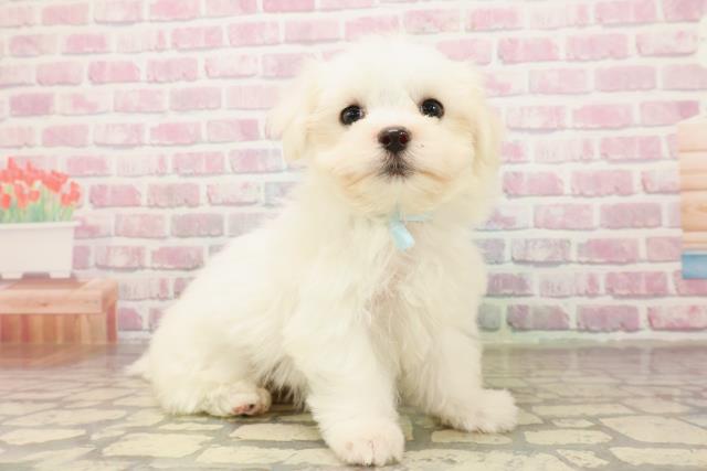 北海道のマルチーズ (Coo&RIKU岩見沢店/2025年8月6日生まれ/男の子/ホワイト)の子犬の3枚目の画像