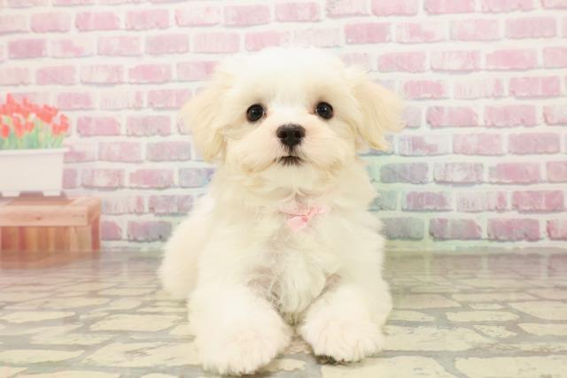 新潟県のマルチーズ (Coo&RIKU新潟西店/2025年8月6日生まれ/女の子/ホワイト)の子犬