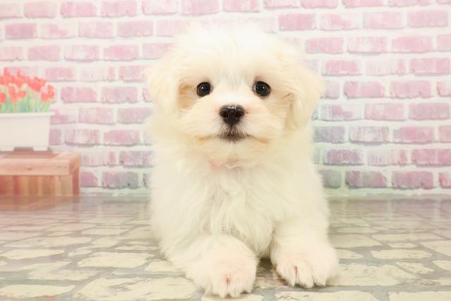 新潟県のマルチーズ (Coo&RIKU新潟東店/2025年8月6日生まれ/女の子/ホワイト)の子犬