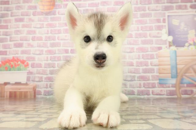 三重県のシベリアンハスキー (Coo&RIKU津高茶屋店/2025年8月8日生まれ/男の子/シルバーホワイト)の子犬