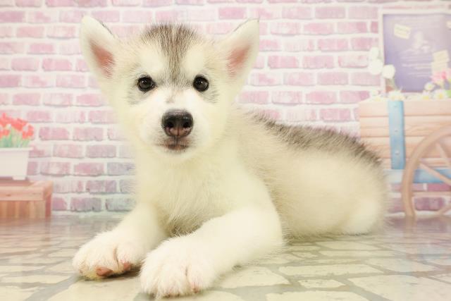 三重県のシベリアンハスキー (Coo&RIKU津高茶屋店/2025年8月8日生まれ/男の子/シルバーホワイト)の子犬の2枚目の画像