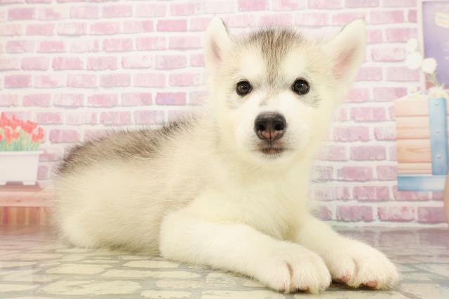 三重県のシベリアンハスキー (Coo&RIKU津高茶屋店/2025年8月8日生まれ/男の子/シルバーホワイト)の子犬の3枚目の画像
