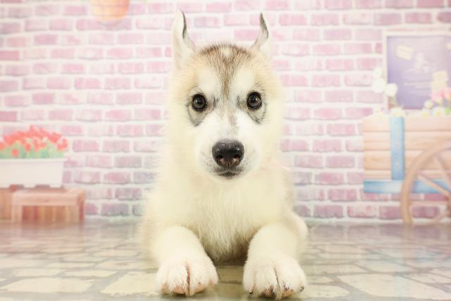 東京都のシベリアンハスキー (Coo&RIKU足立本店/2025年8月8日生まれ/女の子/シルバーホワイト)の子犬の1枚目の画像