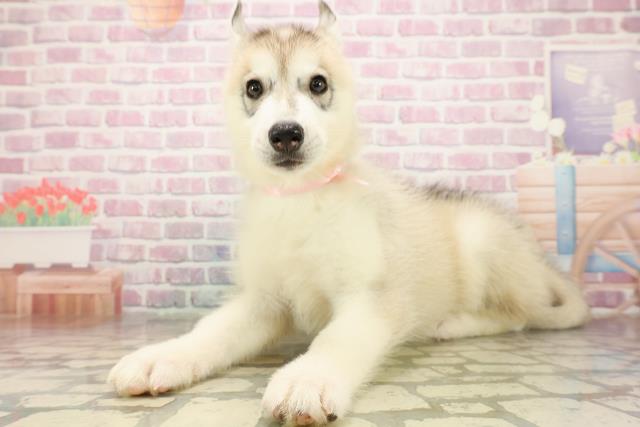 東京都のシベリアンハスキー (Coo&RIKU足立本店/2025年8月8日生まれ/女の子/シルバーホワイト)の子犬の2枚目の画像