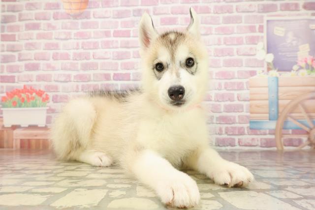 東京都のシベリアンハスキー (Coo&RIKU足立本店/2025年8月8日生まれ/女の子/シルバーホワイト)の子犬の3枚目の画像