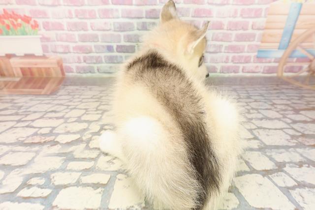 東京都のシベリアンハスキー (Coo&RIKU足立本店/2025年8月8日生まれ/女の子/シルバーホワイト)の子犬の4枚目の画像