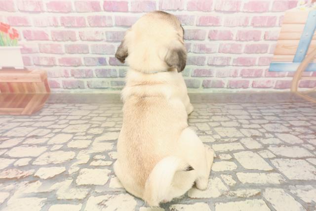 愛知県のパグ (Coo&RIKU名古屋みなと店/2025年8月8日生まれ/男の子/フォーン)の子犬の4枚目の画像