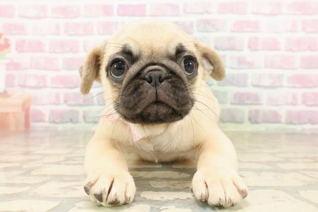三重県のパグ (Coo&RIKU四日市店/2025年8月8日生まれ/女の子/フォーン)の子犬の1枚目の画像