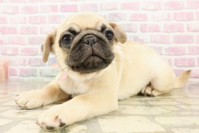 三重県のパグ (Coo&RIKU四日市店/2025年8月8日生まれ/女の子/フォーン)の子犬の2枚目の画像