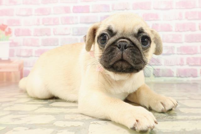 三重県のパグ (Coo&RIKU四日市店/2025年8月8日生まれ/女の子/フォーン)の子犬の3枚目の画像