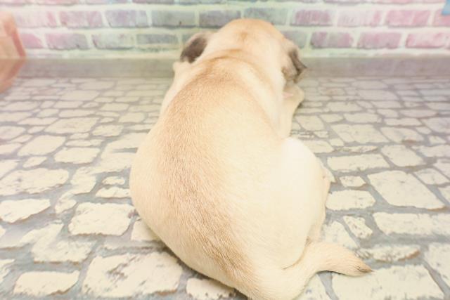 三重県のパグ (Coo&RIKU四日市店/2025年8月8日生まれ/女の子/フォーン)の子犬の4枚目の画像