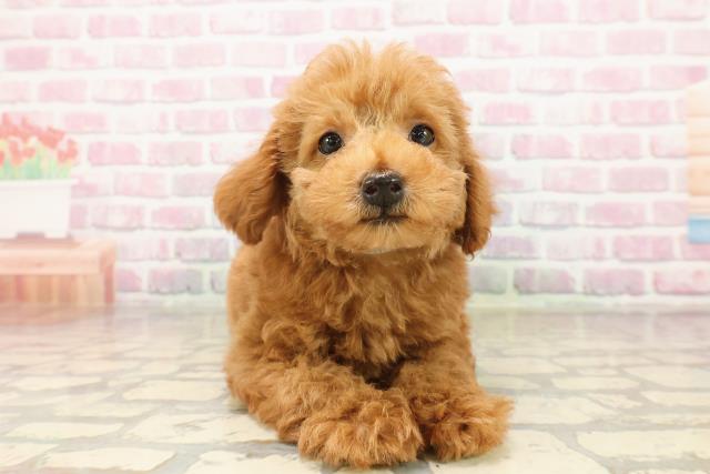 北海道のトイプードル(トイ) (Coo&RIKU札幌東店/2025年8月8日生まれ/男の子/レッド)の子犬の1枚目の画像