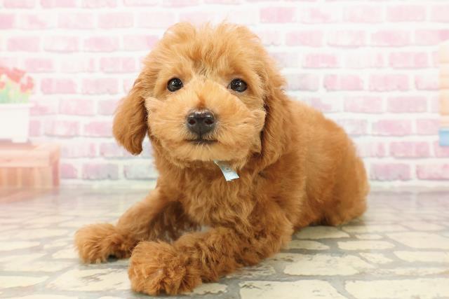 北海道のトイプードル(トイ) (Coo&RIKU札幌東店/2025年8月8日生まれ/男の子/レッド)の子犬の2枚目の画像