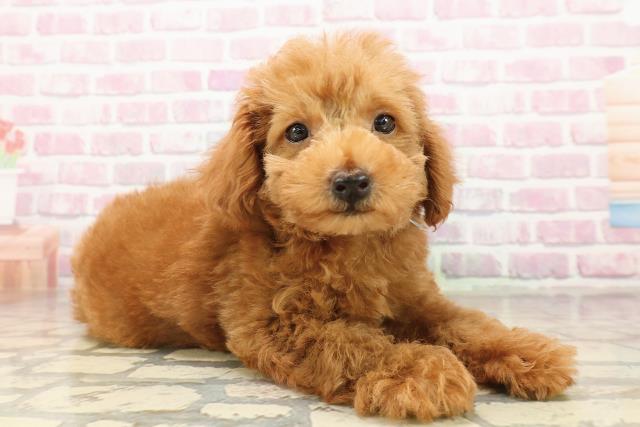 北海道のトイプードル(トイ) (Coo&RIKU札幌東店/2025年8月8日生まれ/男の子/レッド)の子犬の3枚目の画像