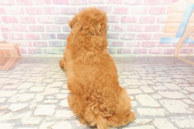 北海道のトイプードル(トイ) (Coo&RIKU札幌東店/2025年8月8日生まれ/男の子/レッド)の子犬の4枚目の画像