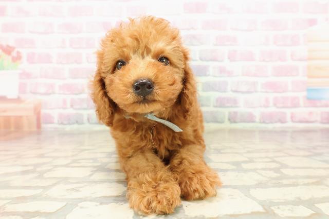 北海道のトイプードル(トイ) (Coo&RIKU岩見沢店/2025年8月8日生まれ/男の子/レッド)の子犬の1枚目の画像
