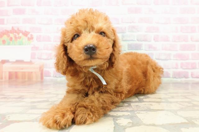 北海道のトイプードル(トイ) (Coo&RIKU岩見沢店/2025年8月8日生まれ/男の子/レッド)の子犬の2枚目の画像