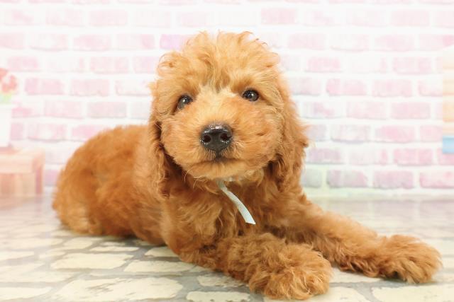 北海道のトイプードル(トイ) (Coo&RIKU岩見沢店/2025年8月8日生まれ/男の子/レッド)の子犬の3枚目の画像